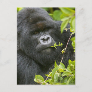Carte Postale Gorilla de Silverback Mountain