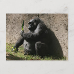 Carte Postale Gorilla des basses terres de l'Ouest