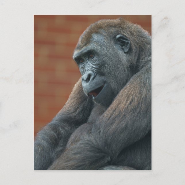 Carte Postale Gorilla Shufai (Devant)