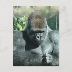 Carte Postale Gorilla Silverback