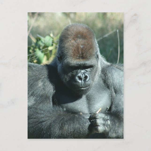 Carte Postale Gorilla Silverback (Devant)