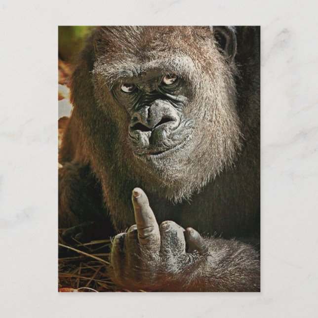 Carte Postale Gorilla Tall Man (Devant)