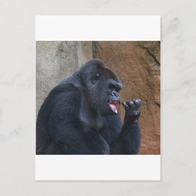 Carte Postale Gorille (Devant)