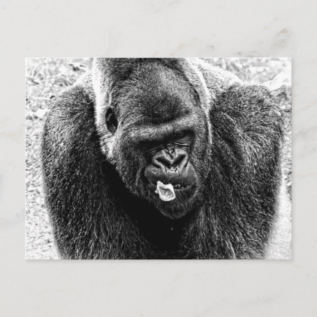 Carte Postale Gorille d'argent des Lowlands, noir et blanc (Devant)