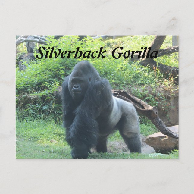 Carte Postale Gorille de Silverback # 4 (Devant)