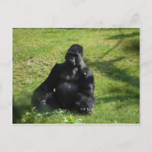 Carte Postale Gorille de singe noir doux