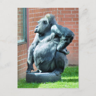 CARTE POSTALE GORILLES