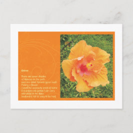 Carte Postale Gorse