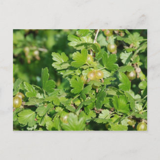 Carte Postale goseberry