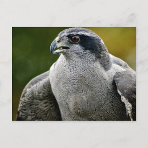 Carte Postale Goshawk du Nord