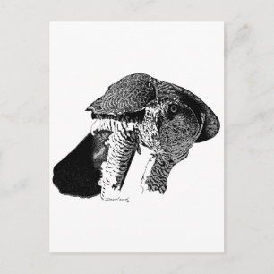 Carte Postale Goshawk du Nord