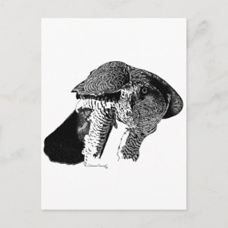 Carte Postale Goshawk du Nord