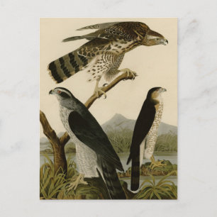 Carte Postale Goshawk et Stanley Hawk