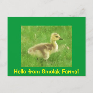 Carte postale Gosling