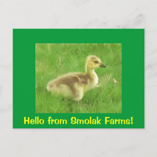 Carte postale Gosling