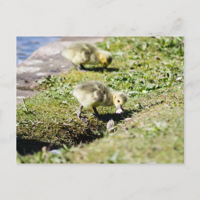 Carte Postale Gosling d'oie du Canada mignon (Devant)