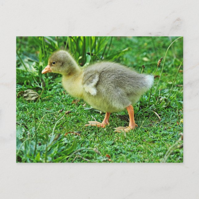 Carte Postale Gosling. Lac Roath Park, Cardiff, Pays de Galles. (Devant)