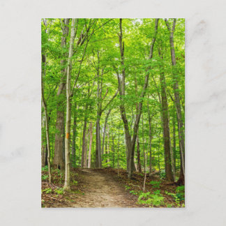 Carte Postale Gosnell Big Woods Webster, NY