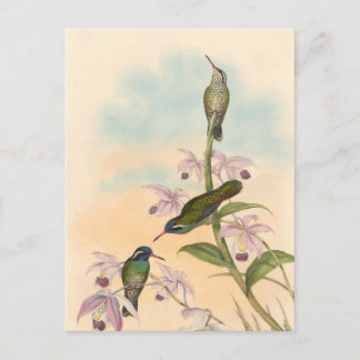 Carte Postale Gould Hummingbirds et Orchidées