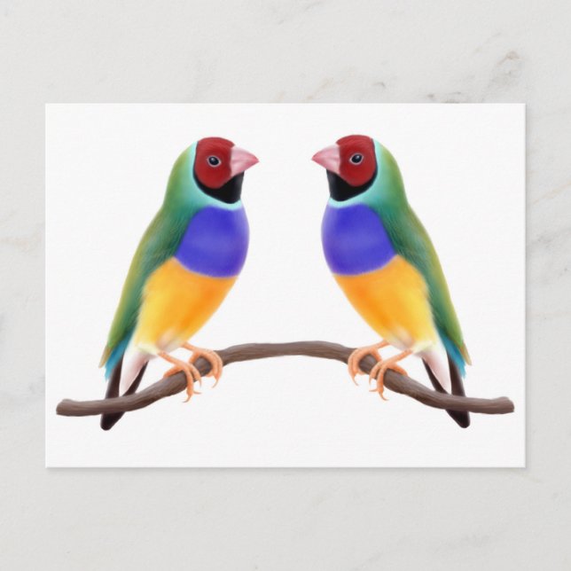 Carte Postale Gouldian Finch Friends (Devant)