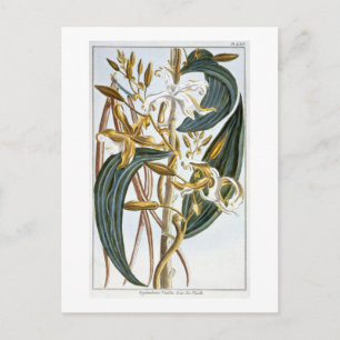Carte Postale Gousses de vanille, planche 65, de 'Collection Pre