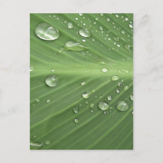 Carte Postale Goutte à Goutte