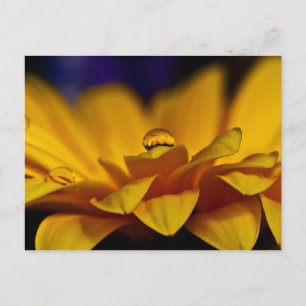 Carte Postale Goutte d'eau avec reflet de marguerite gerbera