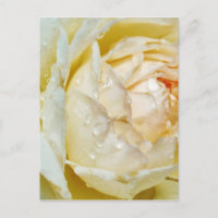 Gouttes de pluie sur Champagne Blush  Rose blanche