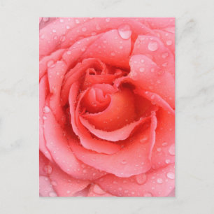 Carte Postale Gouttes d'Eau de Rose Rose Romantique
