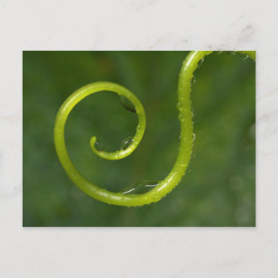 Carte Postale Gouttes d'eau sur une vigne