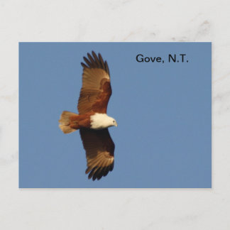 Carte postale Gove Brahminy Kite