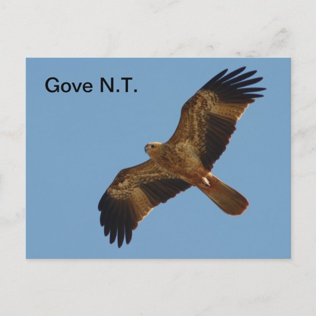 Carte postale Gove Brahminy Kite 1ère année (Devant)