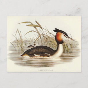 Carte Postale Grabe de Tippet australien par Elizabeth Gould