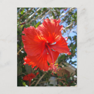 Carte Postale "Grâce carmin : fleur d'hibiscus rouge s'épanouiss