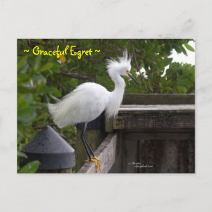 Carte postale Graceful fluffy Egret Bird