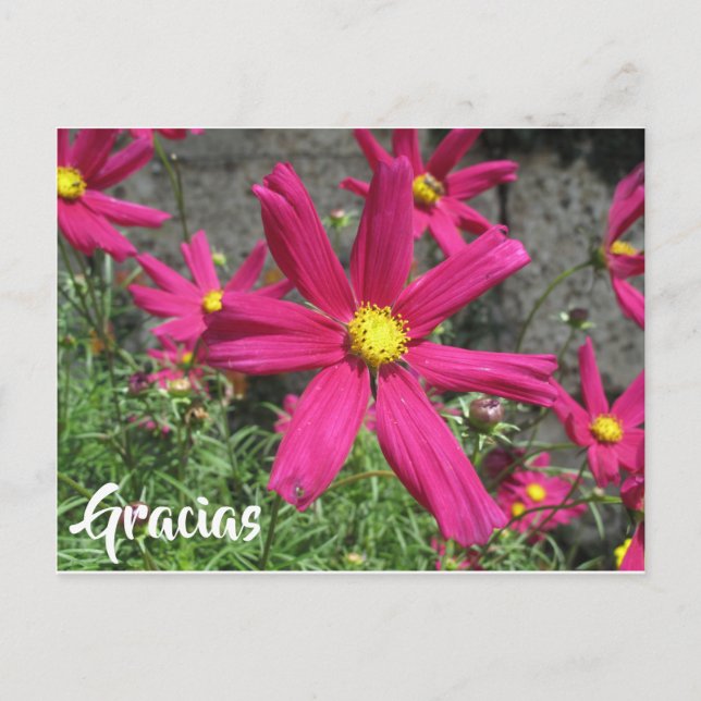 Carte Postale Gracias Espagnol violet fleurs merci (Devant)