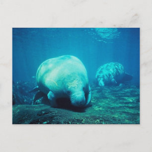 Carte postale Gracity Florida Manatees
