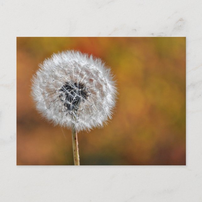 Carte Postale Graine de Dandelion (Devant)