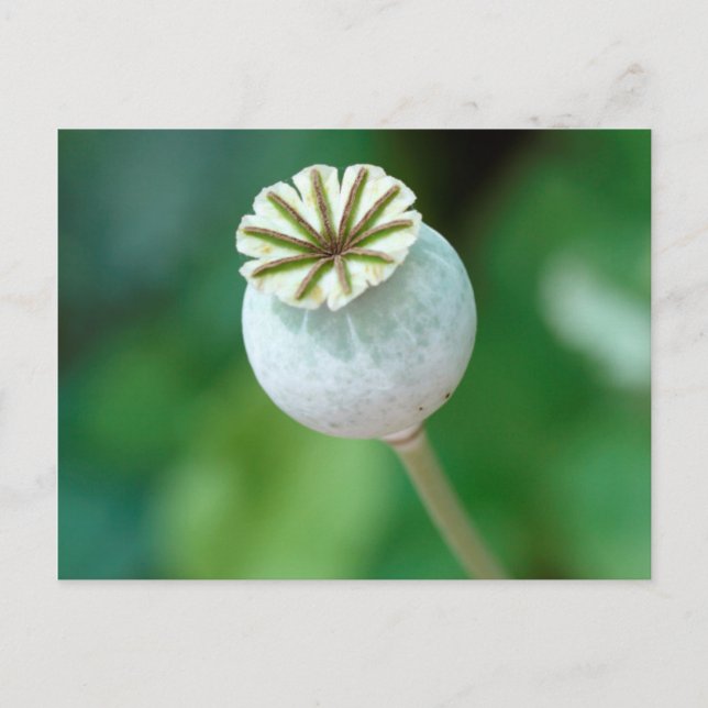Carte Postale Graine de tête de fleur de pavot, Western Cape (Devant)
