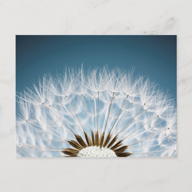 Carte Postale Graines de Dandelion (Devant)