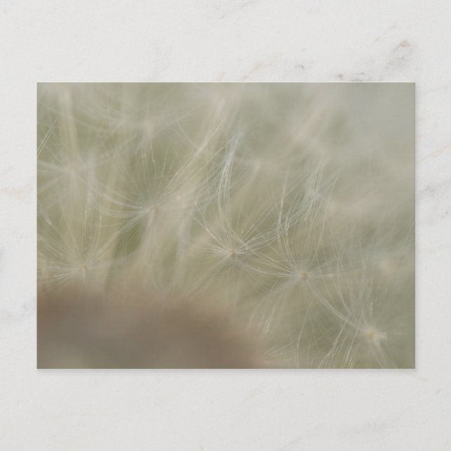 Carte Postale Graines de Dandelion (Devant)