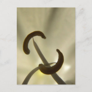 Carte postale Graines de fleurs