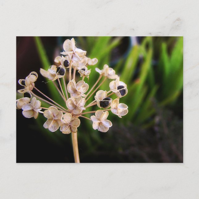 Carte postale Graines de la nature (Devant)