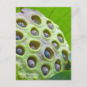 Carte Postale Graines de lotus : Nelumbo [Carte postale] ポ ー ド