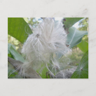 Carte postale Graines de Milkweed