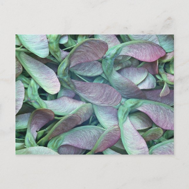 Carte Postale Graines d'érable sycomore (Devant)