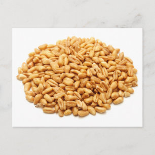 Carte Postale Grains entiers de blé