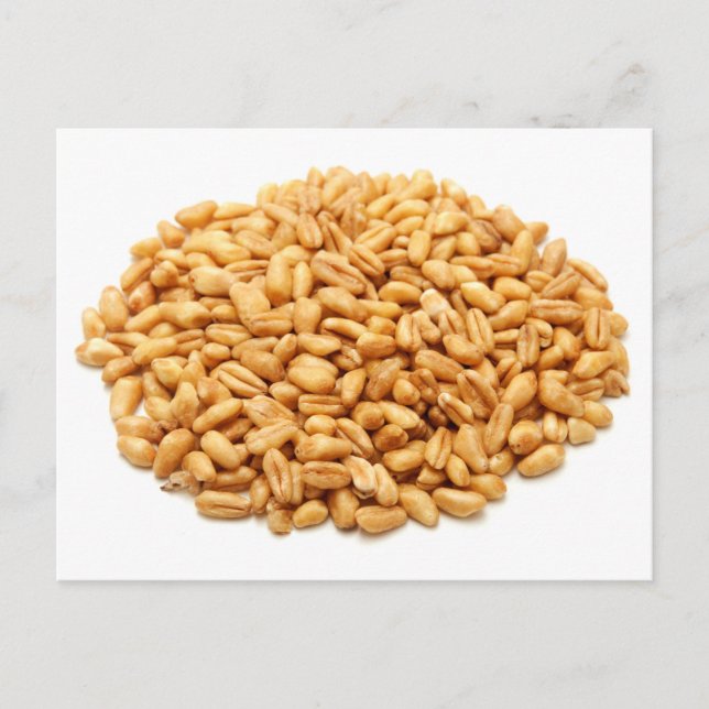 Carte Postale Grains entiers de blé (Devant)