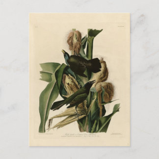 Carte Postale Grakle pourpre
