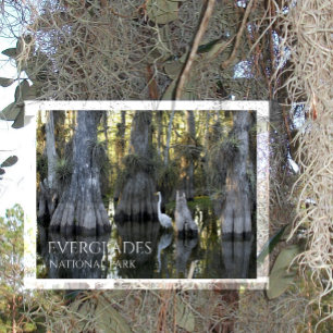 Carte Postale Grand Aiguille Blanche, Cyprès Bald, Everglades NP